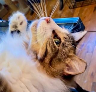 Enlarge Emerson, a Adoptable mixed breed in Noble, OK image 2/4