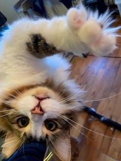 Enlarge Emerson, a Adoptable mixed breed in Noble, OK image 1/4