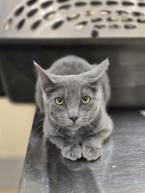 MANATEE, Adoptable, Young Female Domestic Short Hair.