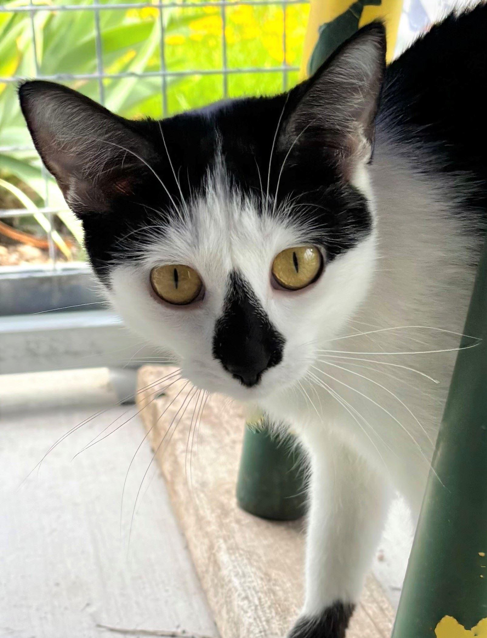 Halimah, ADOPTABLE, Young Female Domestic Short Hair.