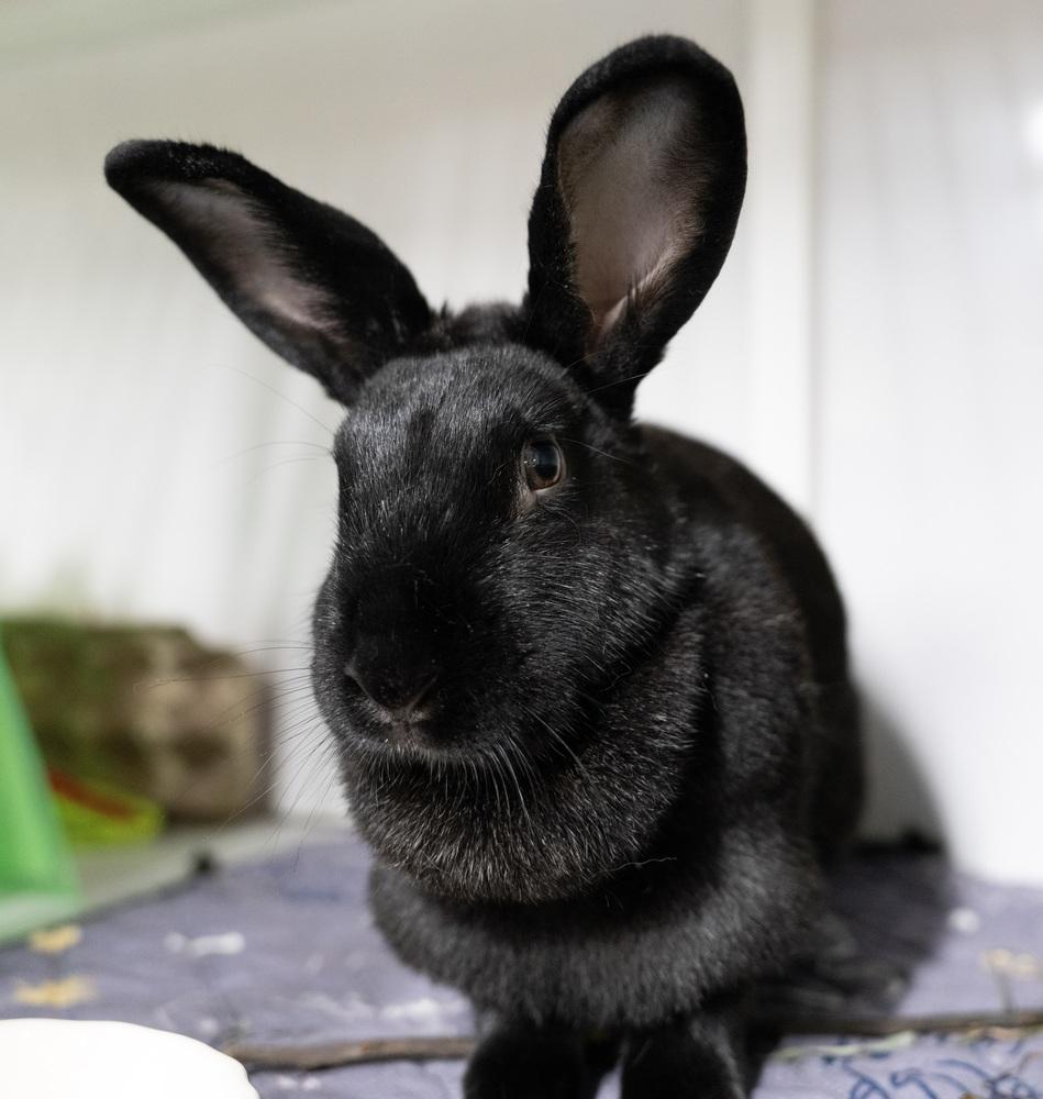 Licorice, Adoptable, Adult Female New Zealand.