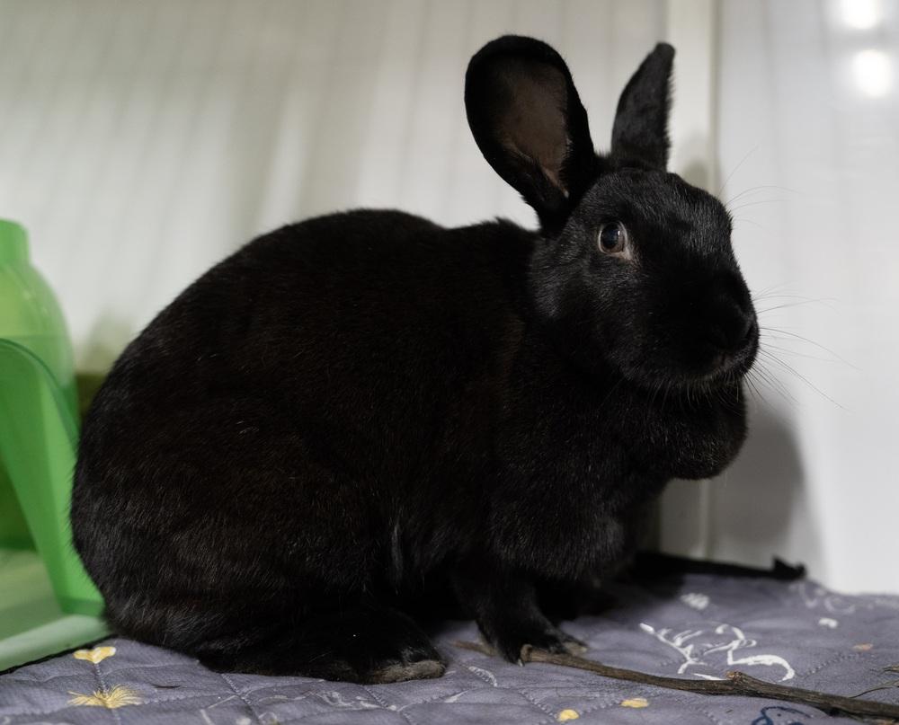 Enlarge Licorice, a Adoptable New Zealand in Westford, MA image 2/6