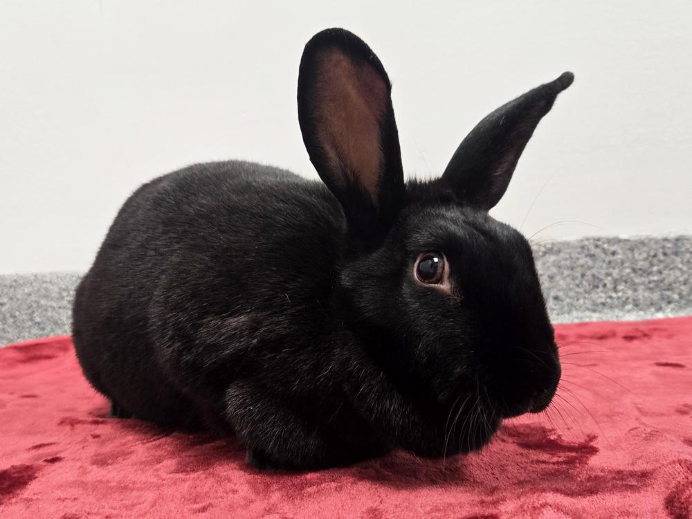 Enlarge Licorice, a Adoptable New Zealand in Westford, MA image 3/6