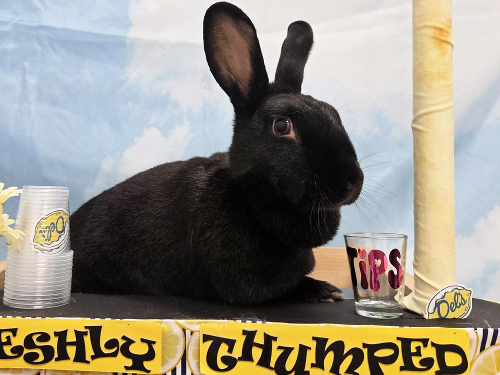 Enlarge Licorice, a Adoptable New Zealand in Westford, MA image 4/6
