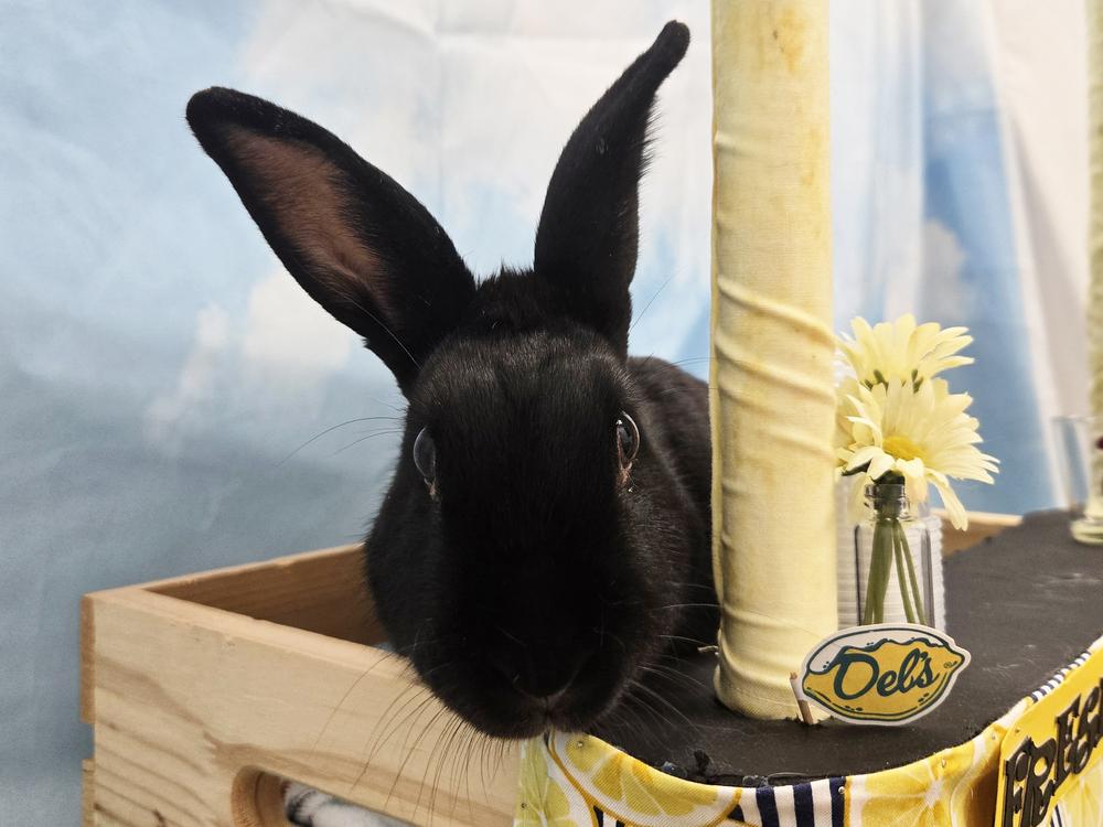 Enlarge Licorice, a Adoptable New Zealand in Westford, MA image 5/6