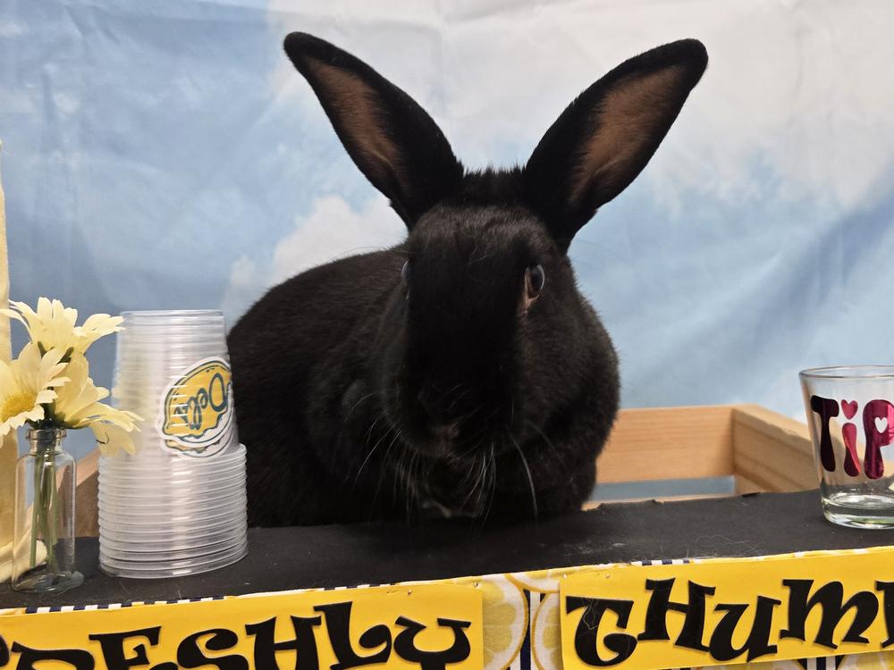 Enlarge Licorice, a Adoptable New Zealand in Westford, MA image 6/6