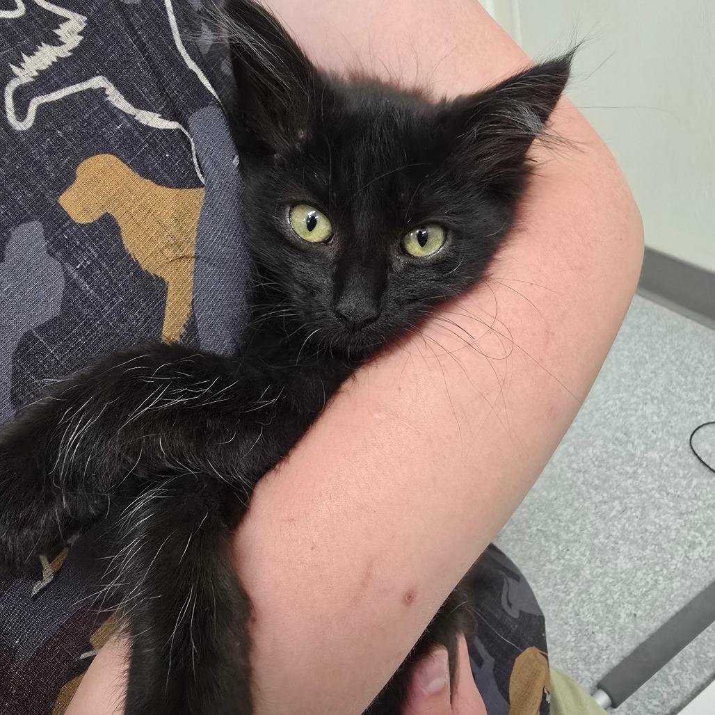 Yoko, Adoptable, Kitten Female Domestic Long Hair.