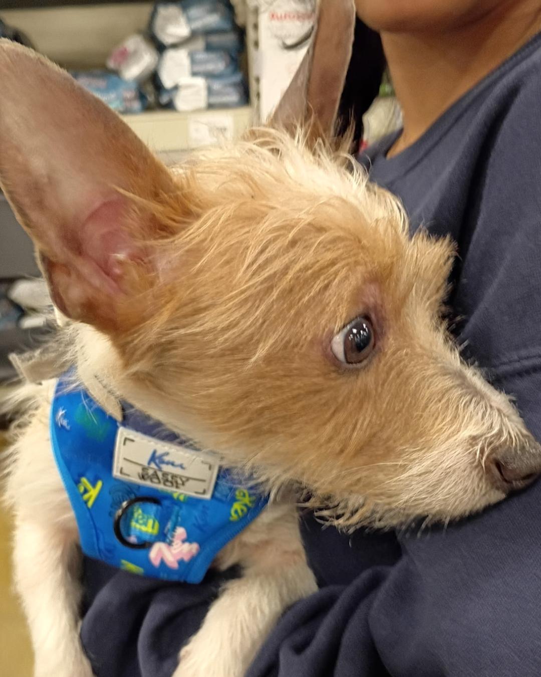 Enlarge Max – Scruffy Little Sidekick, an adopted mixed breed in Tulsa, OK image 3/4