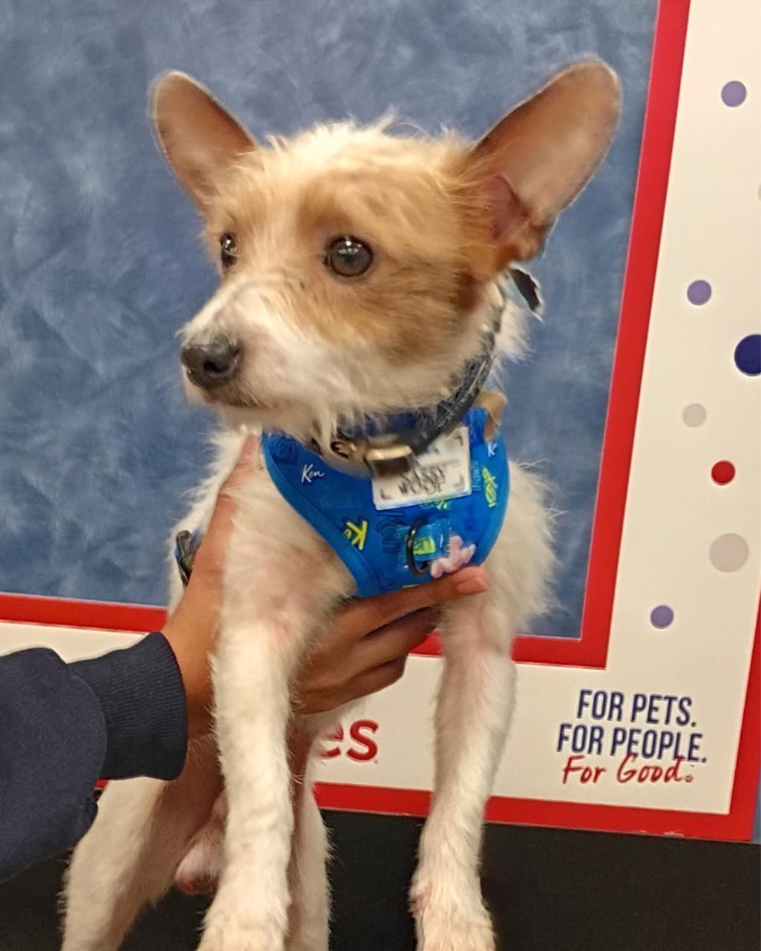 Enlarge Max – Scruffy Little Sidekick, an adopted mixed breed in Tulsa, OK image 2/4