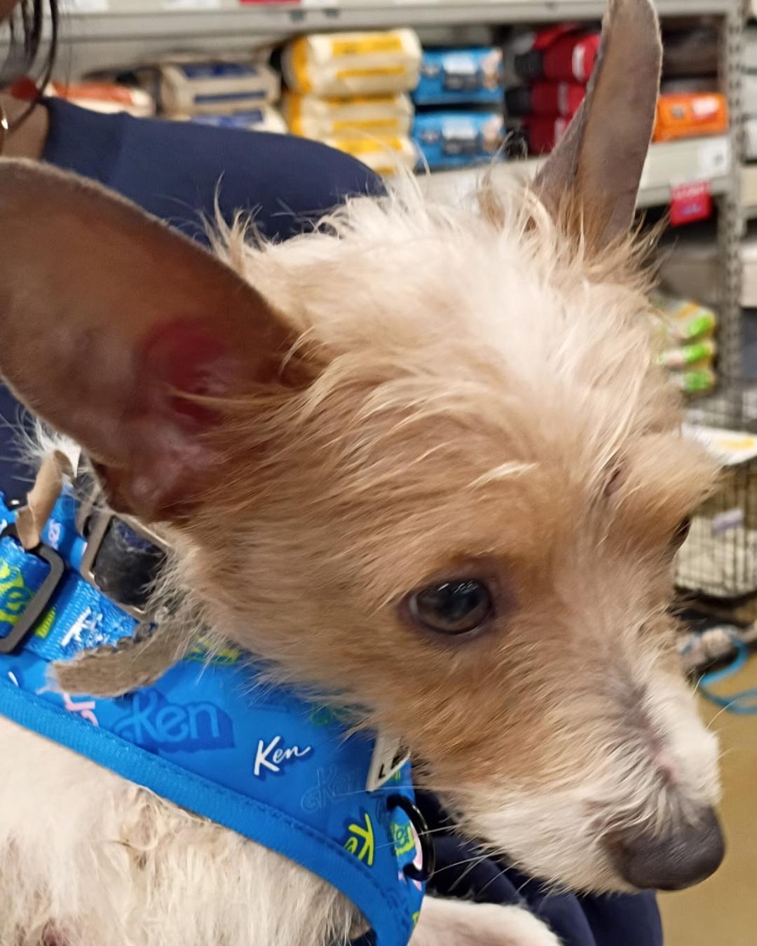 Enlarge Max – Scruffy Little Sidekick, an adopted mixed breed in Tulsa, OK image 4/4