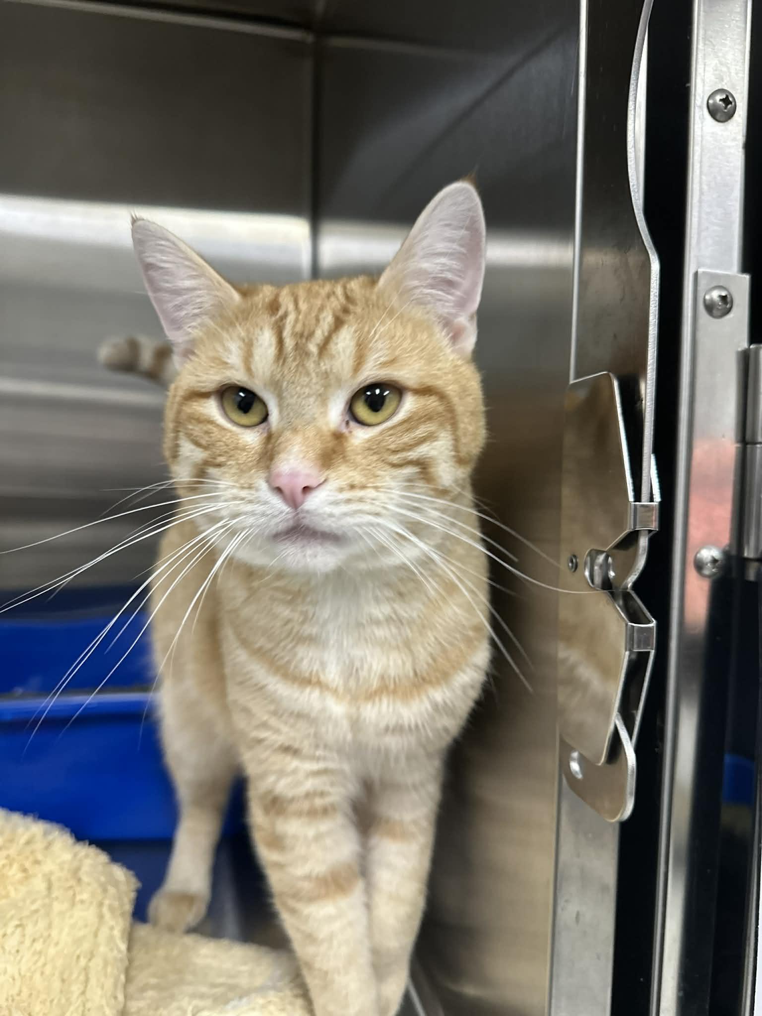 Enlarge Urt and Bernie, an adopted Domestic Short Hair in Medford, OR image 2/2