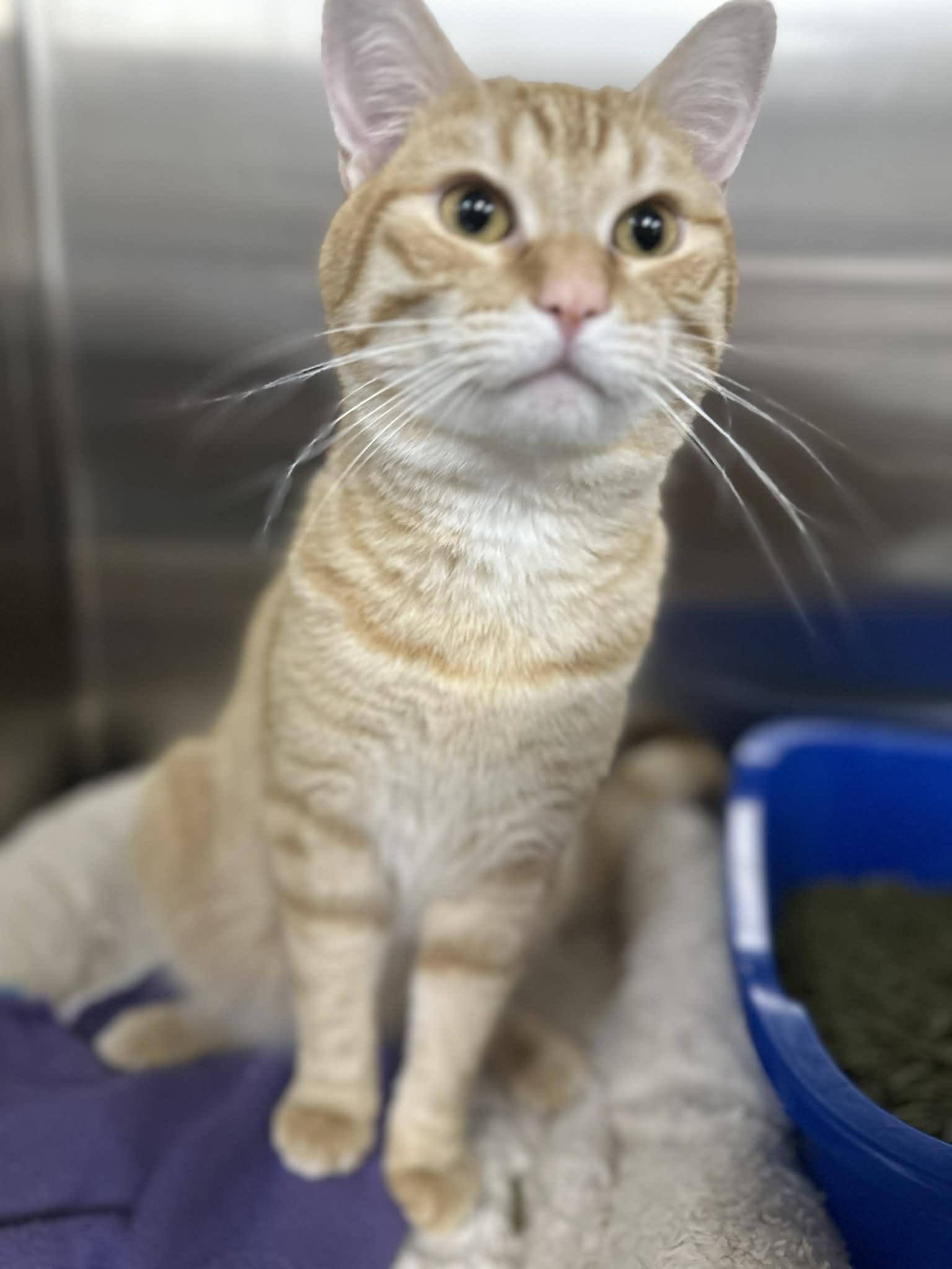 Urt and Bernie, Adoptable, Young Male Domestic Short Hair.