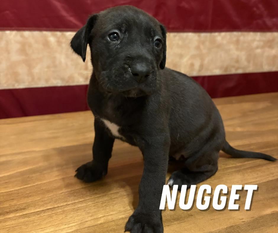 Enlarge Nugget, an adopted Mixed Breed in Shalimar, FL image 1/1