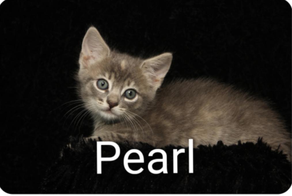 Pearl ( Orlando, FL), a ADOPTABLE American Shorthair in Orlando, FL image 1/2