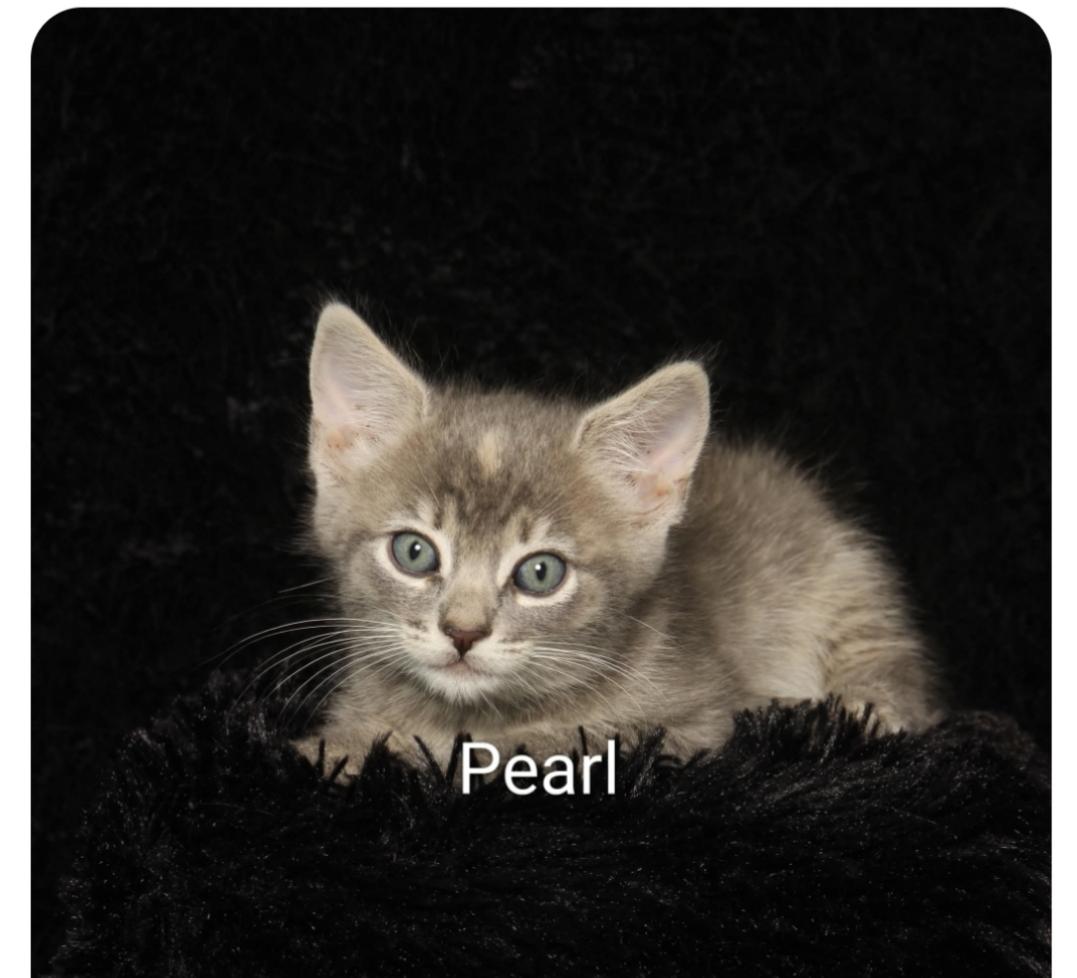 Pearl ( Orlando, FL), a ADOPTABLE American Shorthair in Orlando, FL image 2/2