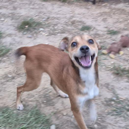 Enlarge Bean Dip, a ADOPTABLE mixed breed in metairie, LA image 1/6
