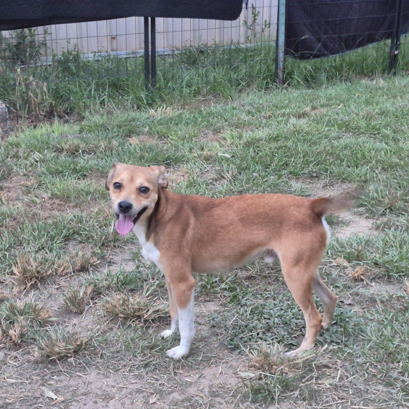 Enlarge Bean Dip, a ADOPTABLE mixed breed in metairie, LA image 4/6