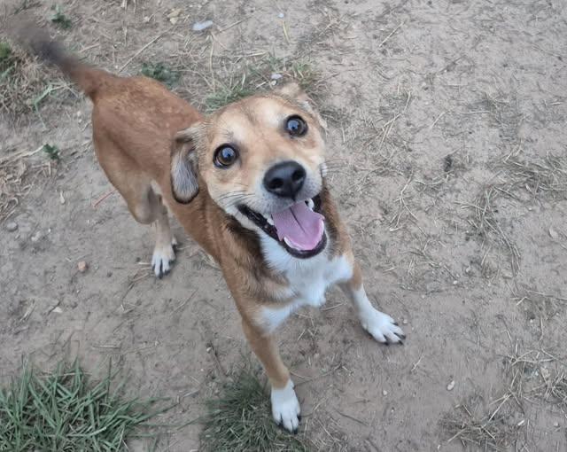 Enlarge Bean Dip, a ADOPTABLE mixed breed in metairie, LA image 3/6