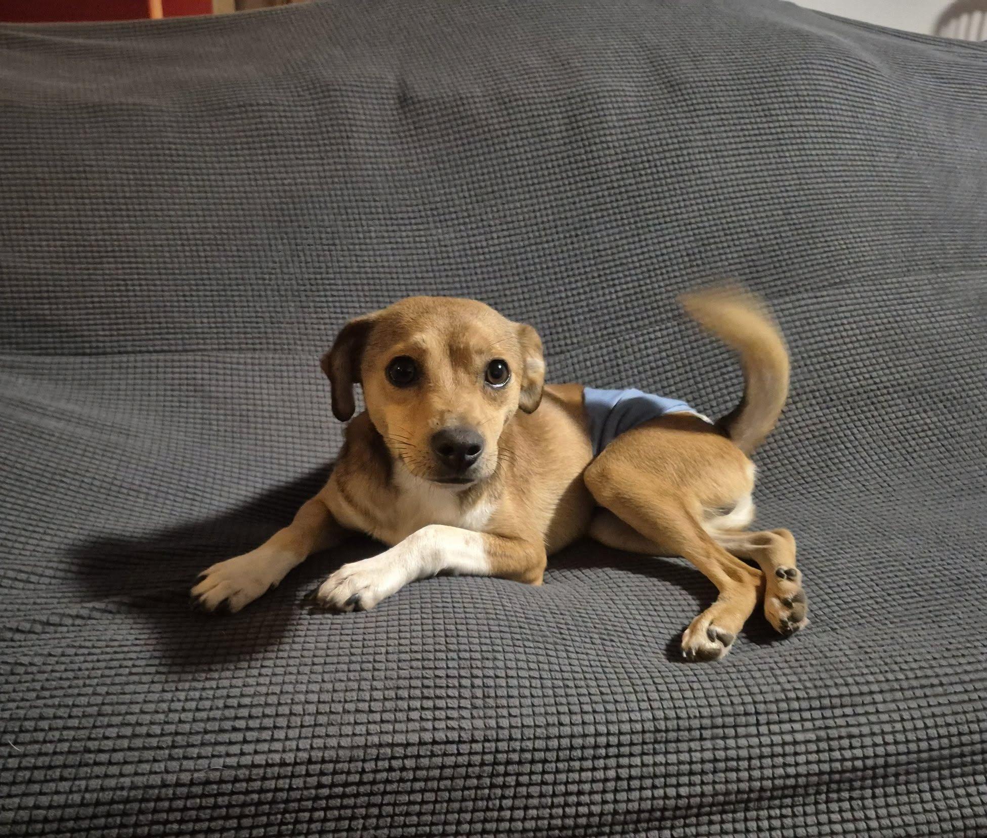 Enlarge Bean Dip, a ADOPTABLE mixed breed in metairie, LA image 6/6