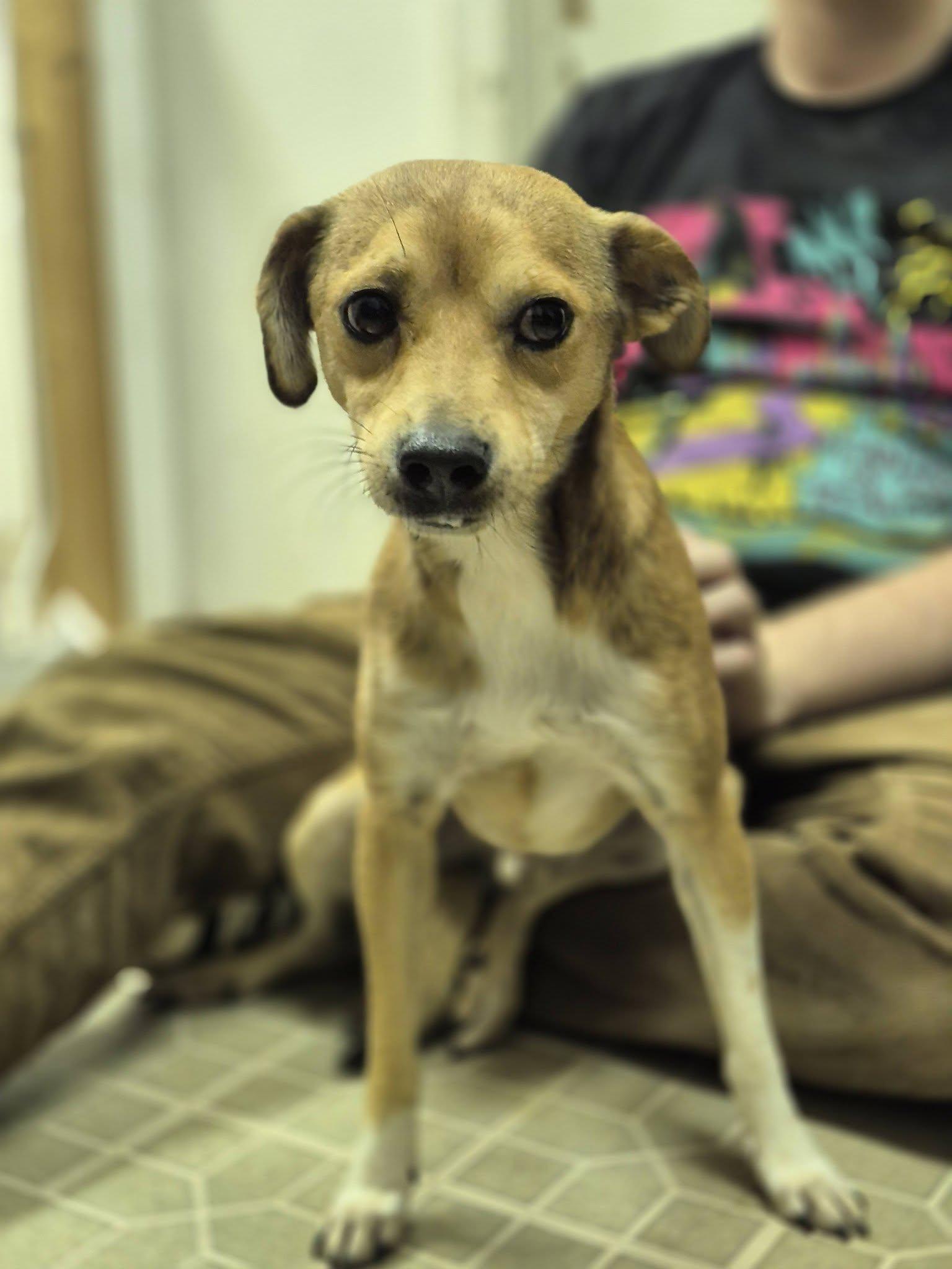 Enlarge Bean Dip, a ADOPTABLE mixed breed in metairie, LA image 5/6