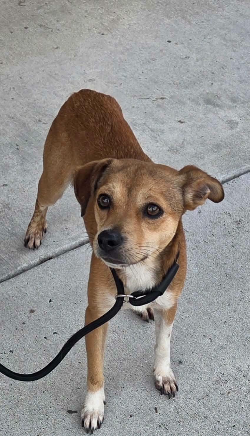 Enlarge Bean Dip, a ADOPTABLE mixed breed in metairie, LA image 2/6