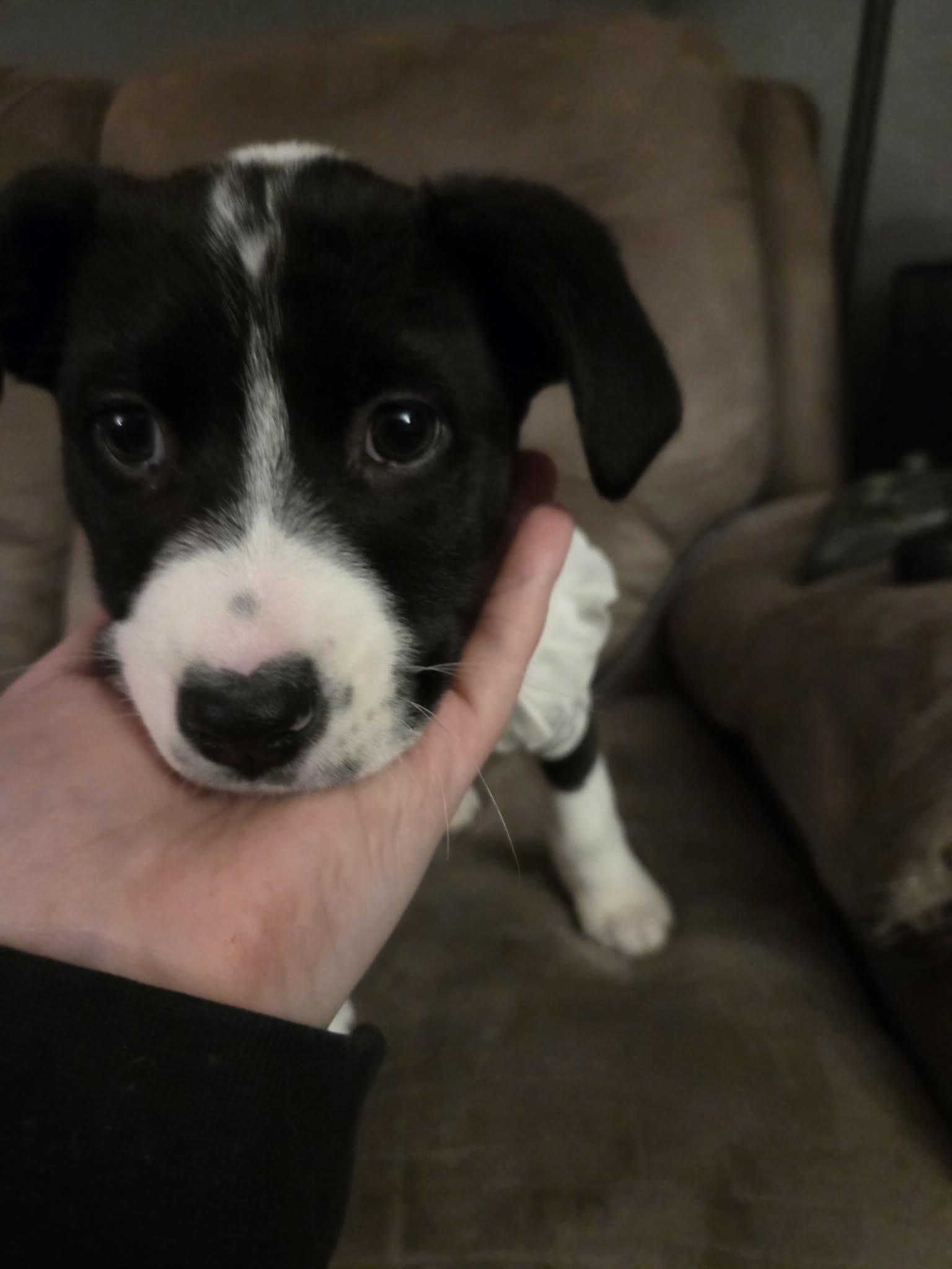 Enlarge Madison Chock, an adopted Mixed Breed in Sioux Falls, SD image 3/5