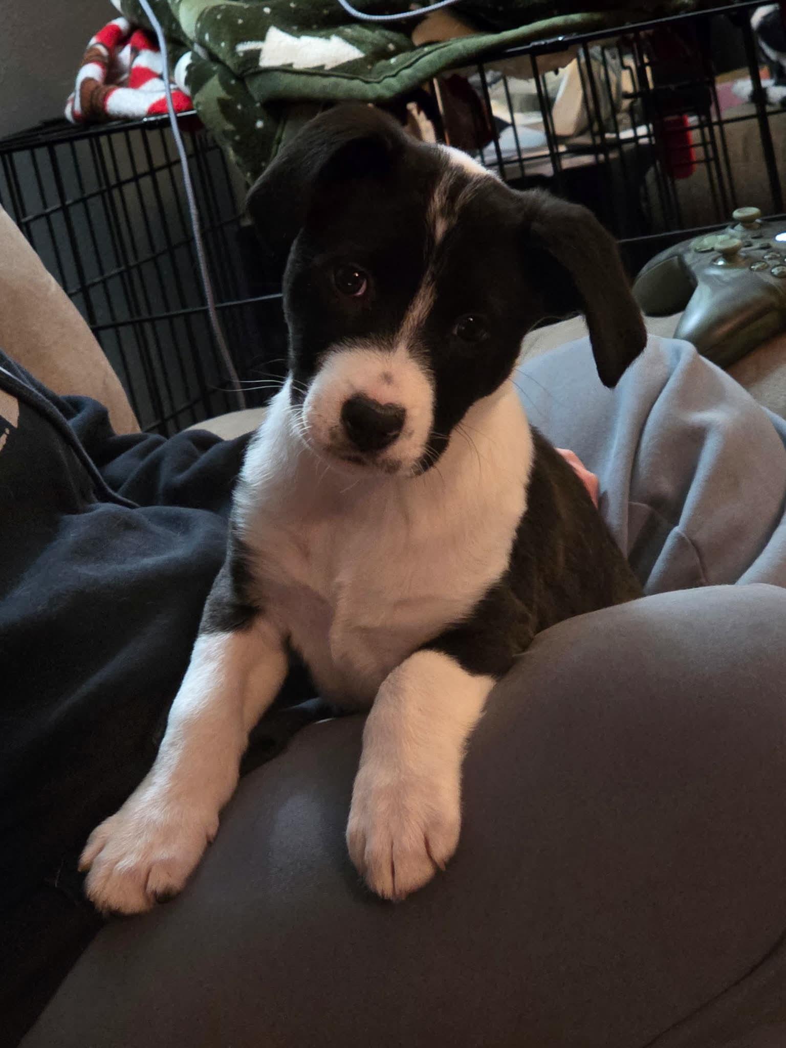 Madison Chock, adopted, Puppy Female Mixed Breed.