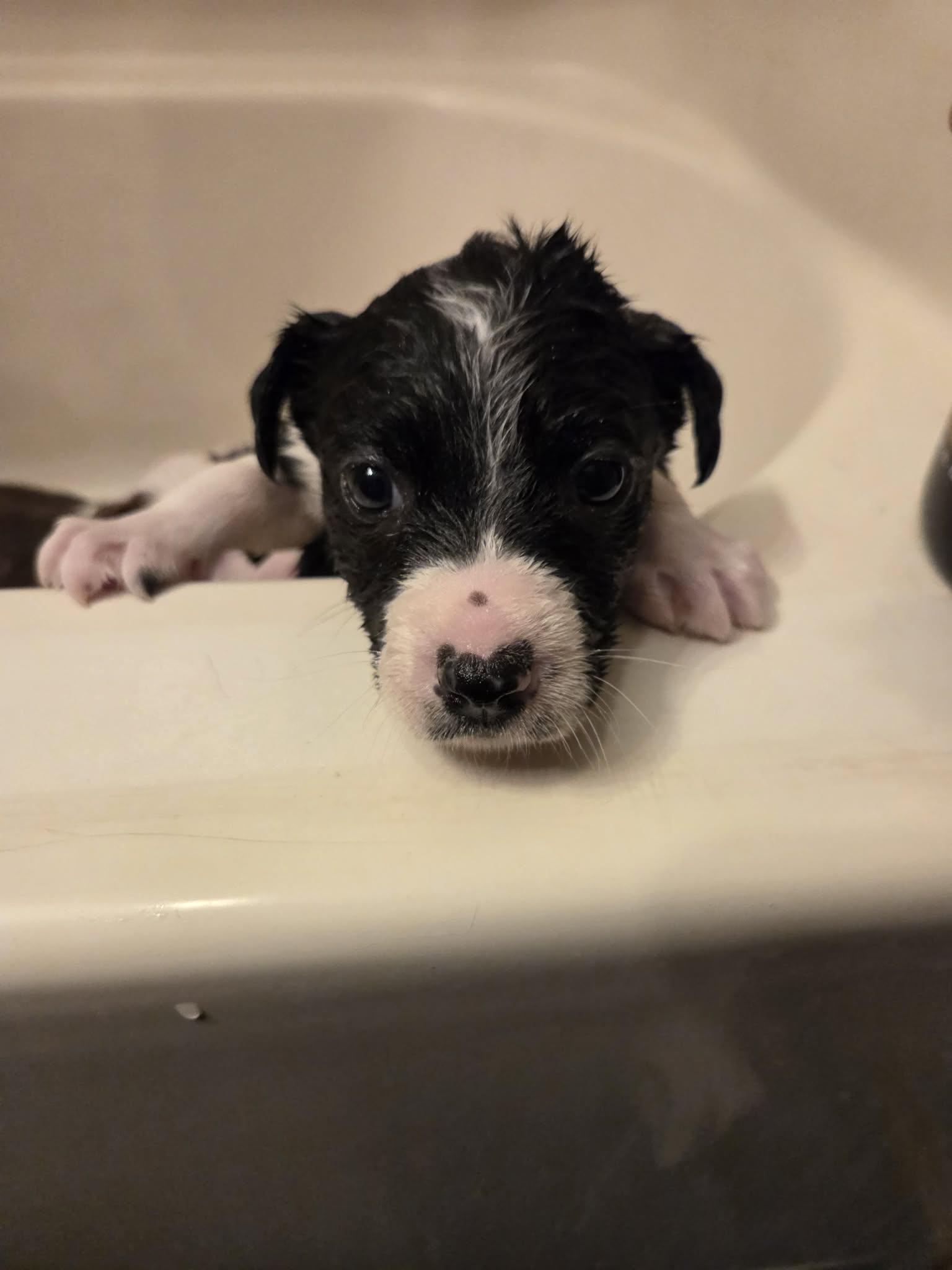 Enlarge Madison Chock, an adopted Mixed Breed in Sioux Falls, SD image 5/5