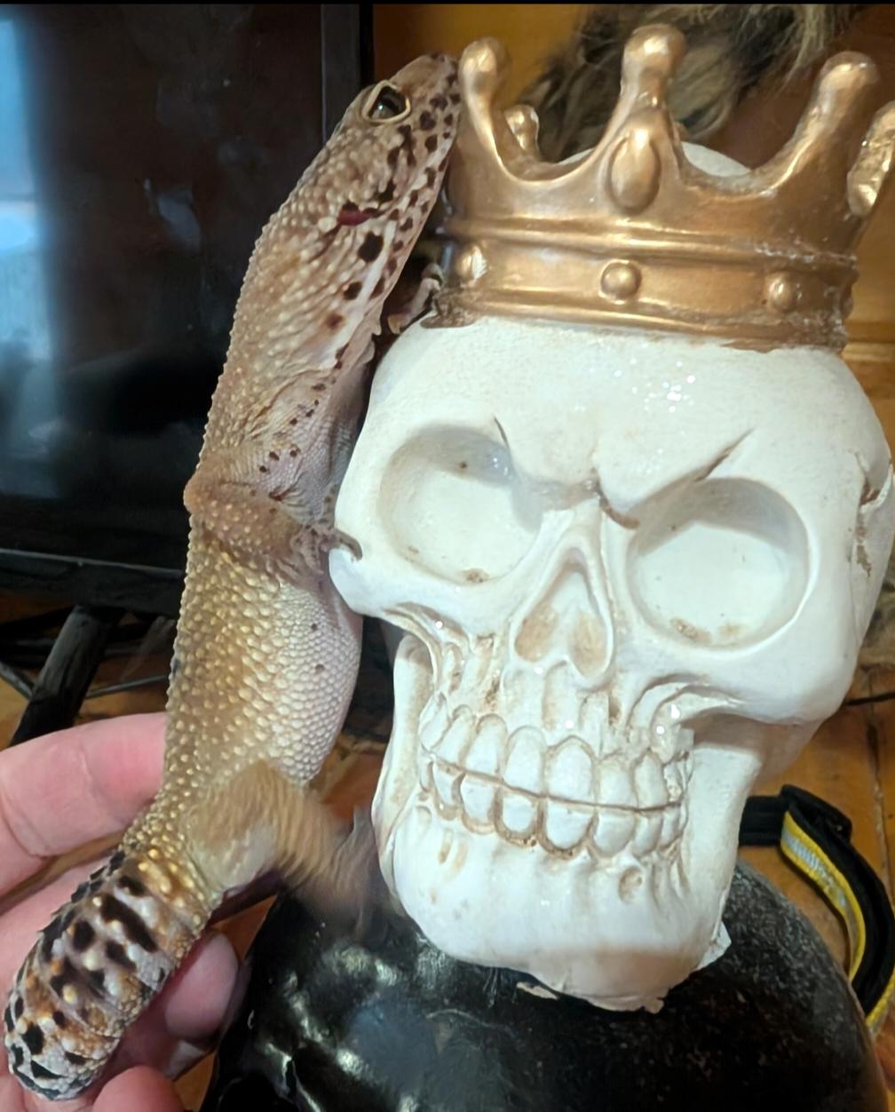 Enlarge Moli, a Adopted Gecko in Merrill, MI image 1/4