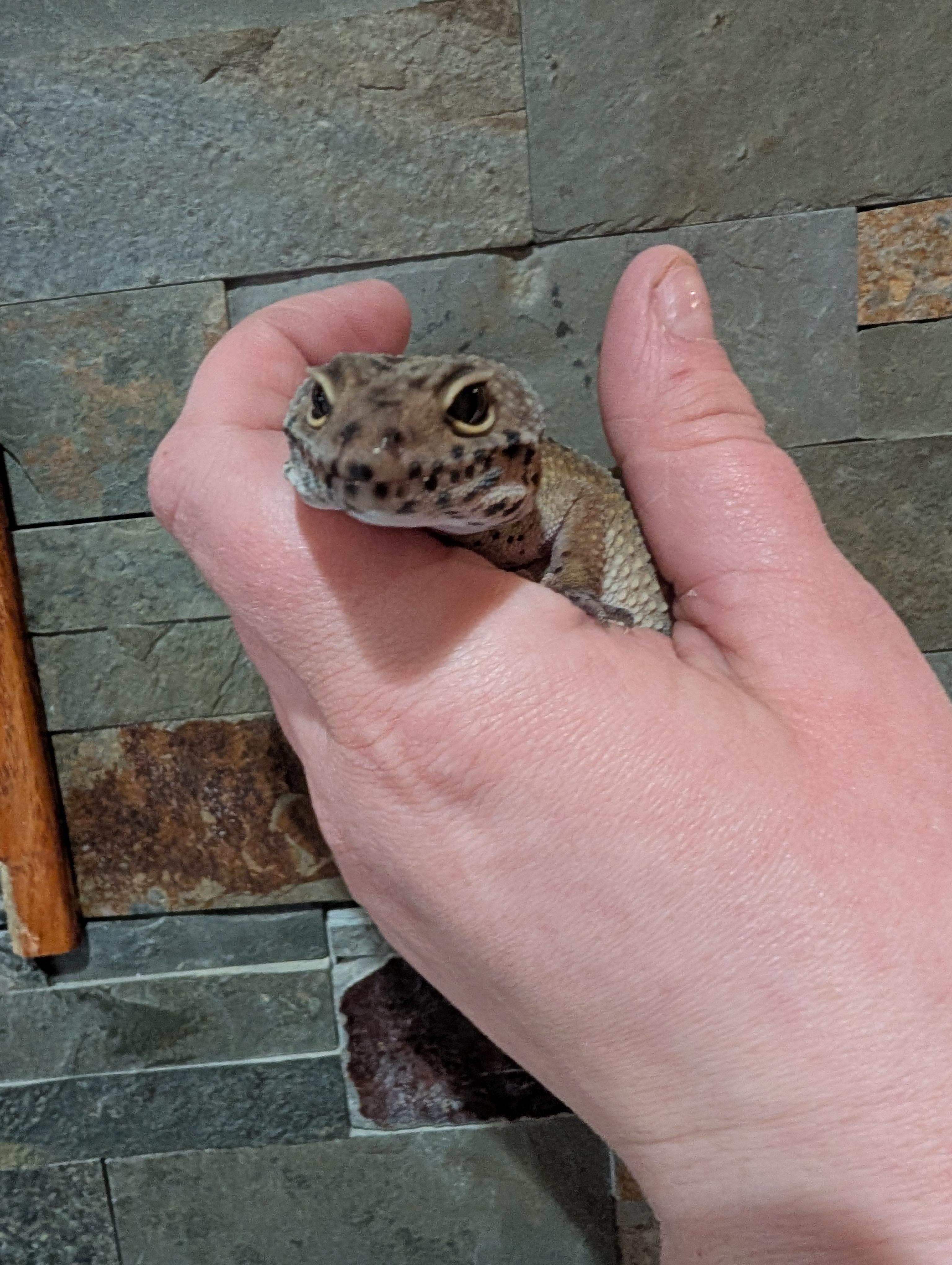 Enlarge Moli, a Adopted Gecko in Merrill, MI image 2/4