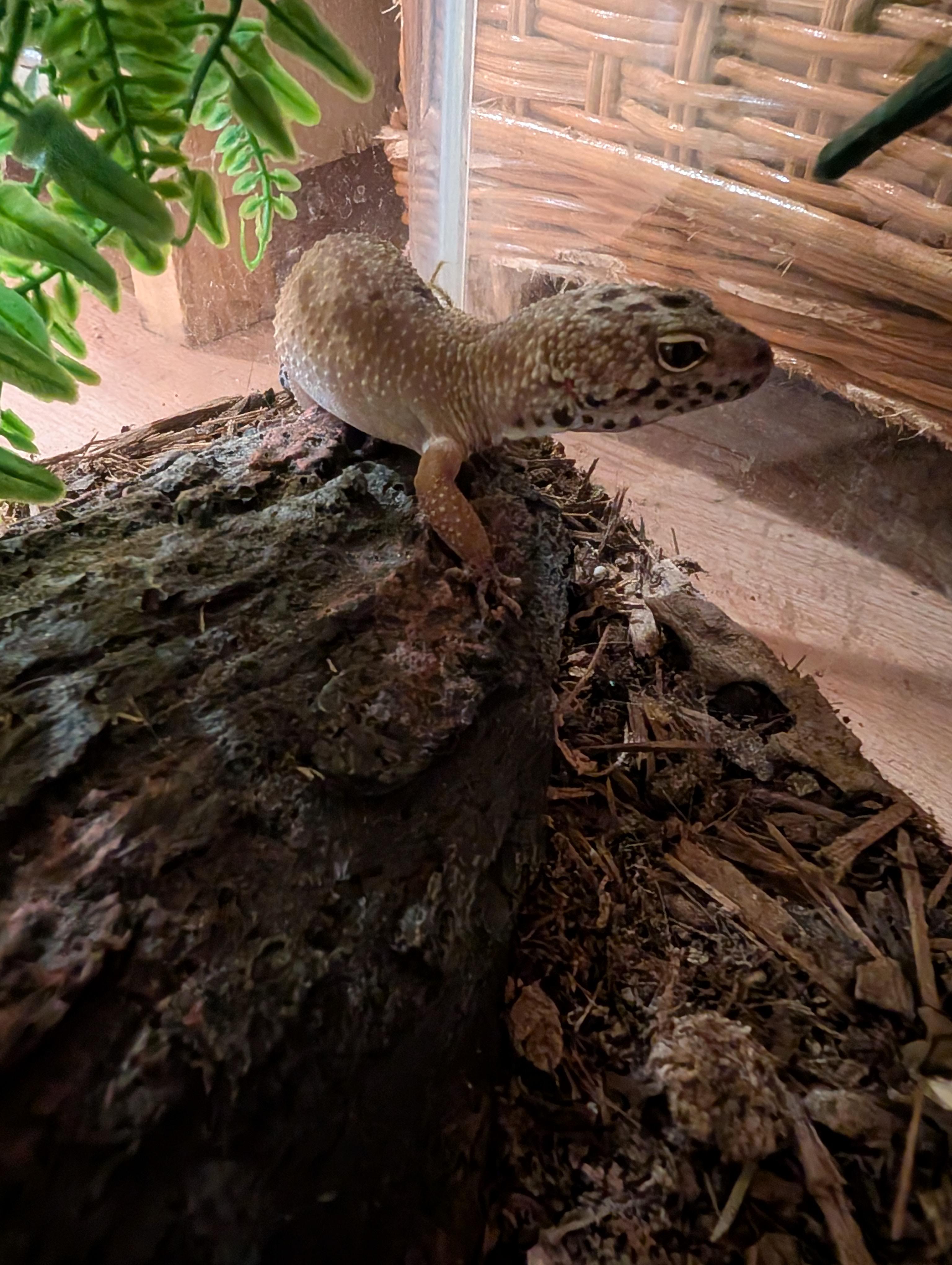 Enlarge Moli, a Adopted Gecko in Merrill, MI image 3/4