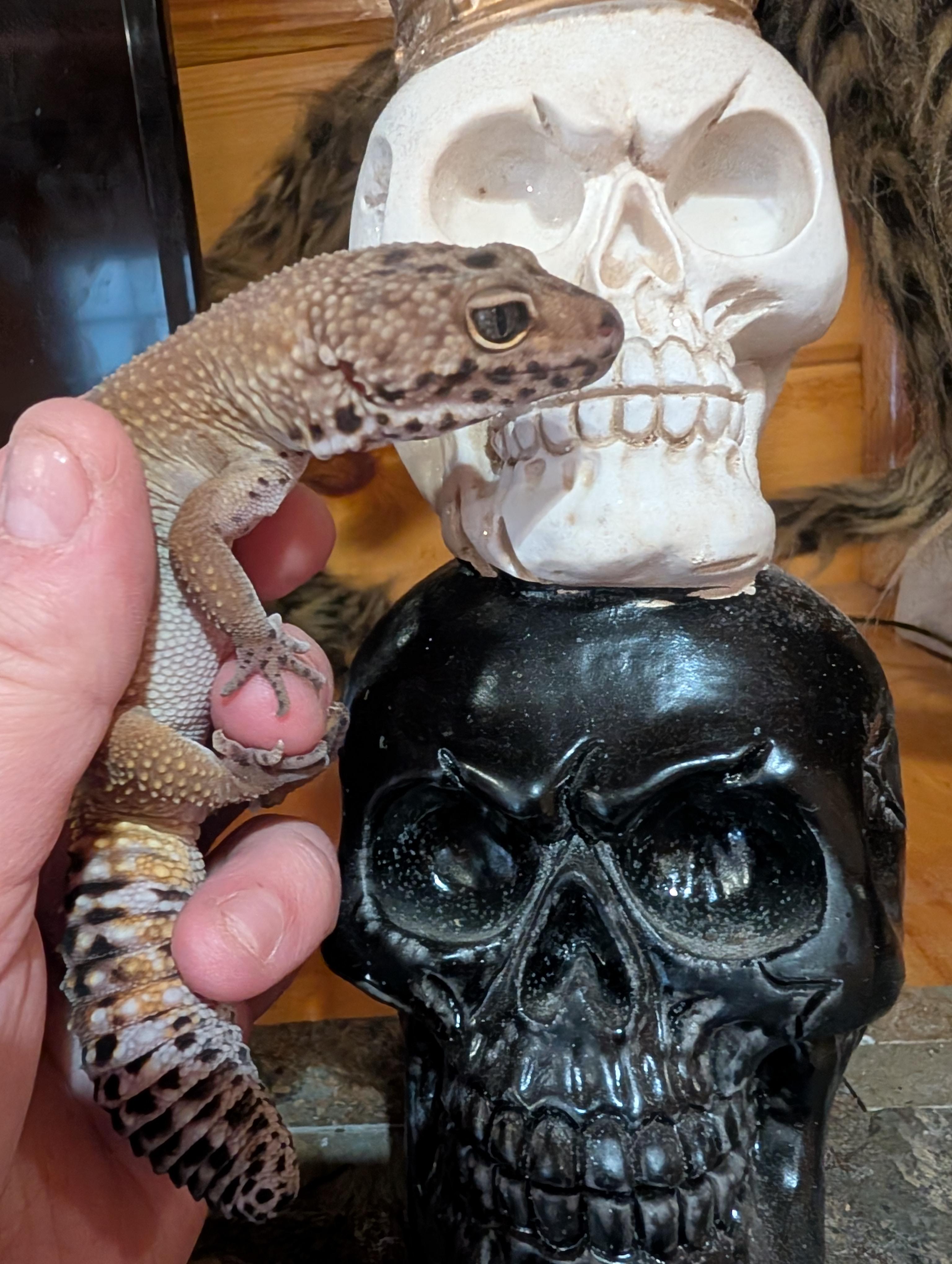 Enlarge Moli, a Adopted Gecko in Merrill, MI image 4/4