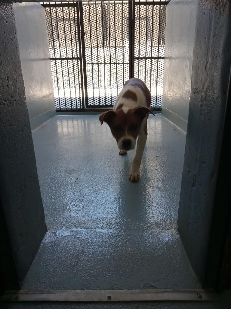 Dab, Adoptable, Puppy Male Mixed Breed.