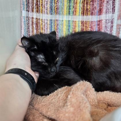 Lima, Adoptable, Young Female Domestic Medium Hair & Domestic Short Hair.