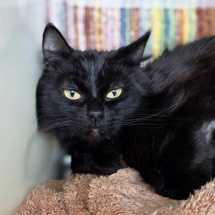 Enlarge Lima, a Adoptable mixed breed in Westland, MI image 2/3