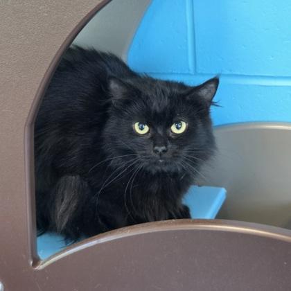 Enlarge Lima, a Adoptable mixed breed in Westland, MI image 2/3