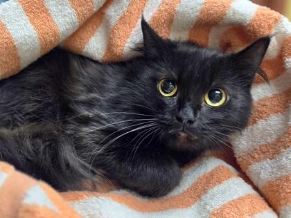 Enlarge Lima, a Adoptable mixed breed in Westland, MI image 3/3