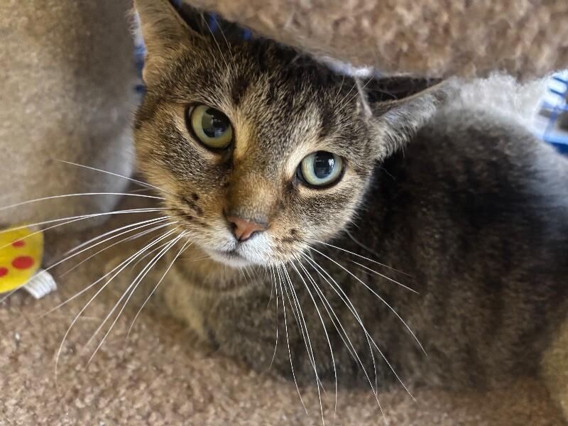Sally, a Adoptable Domestic Short Hair in Grand Rapids, MI image 1/2