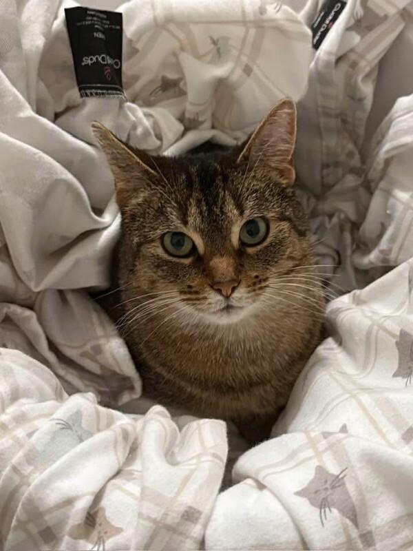 Enlarge Sally, a Adoptable Domestic Short Hair in Grand Rapids, MI image 2/3