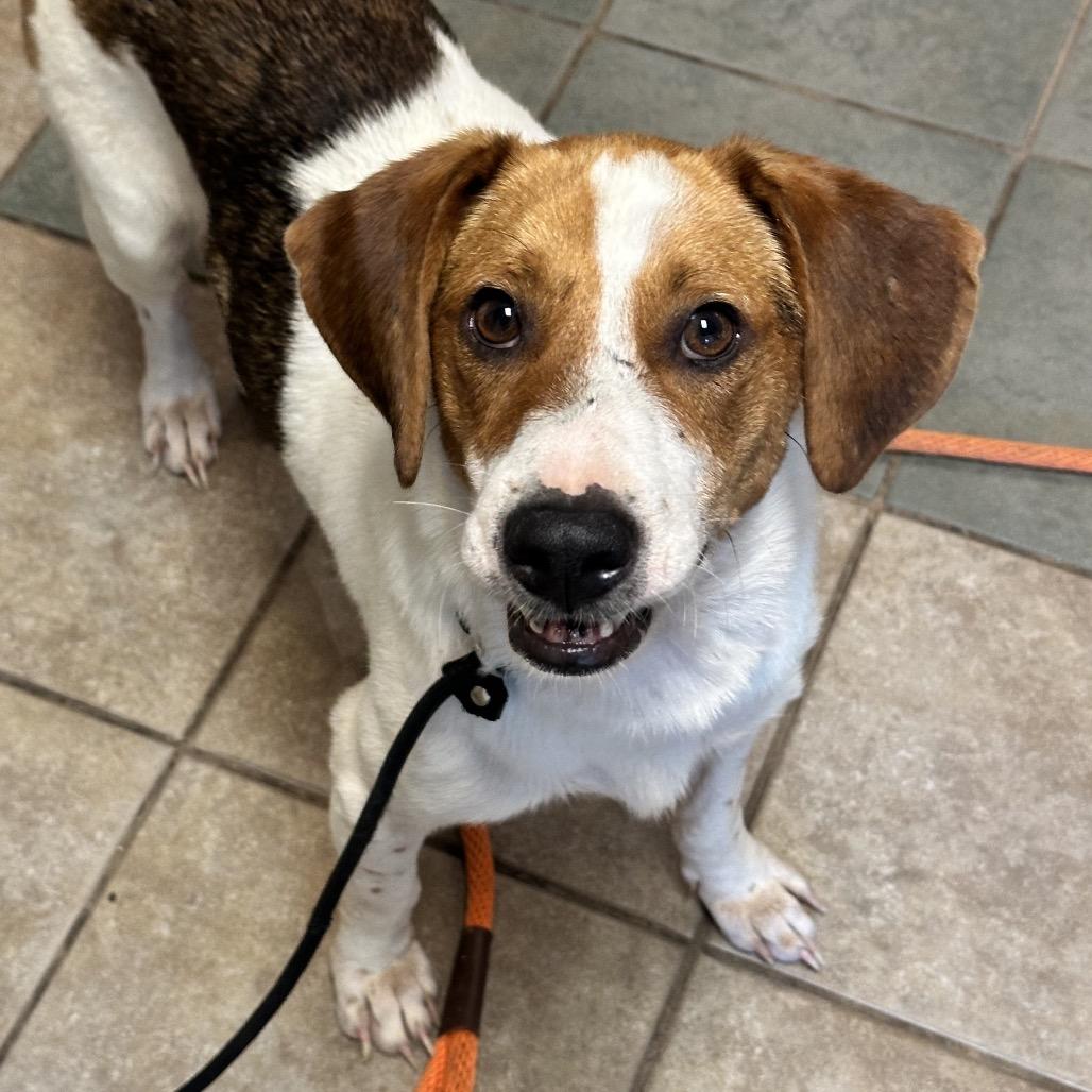 Buzz, Adoptable, Adult Male Mixed Breed.