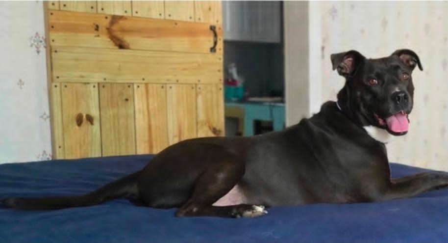Enlarge Buck, a Adoptable mixed breed in Atlanta, GA image 6/6