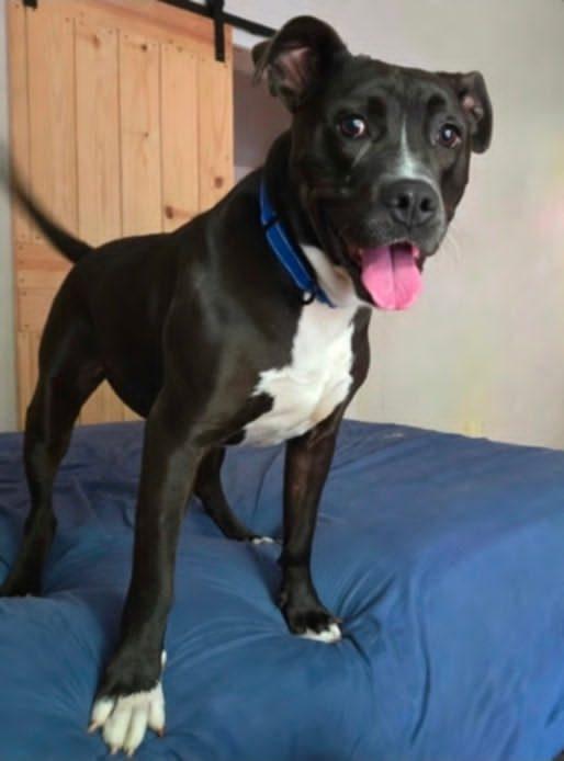 Enlarge Buck, a Adoptable mixed breed in Atlanta, GA image 3/6