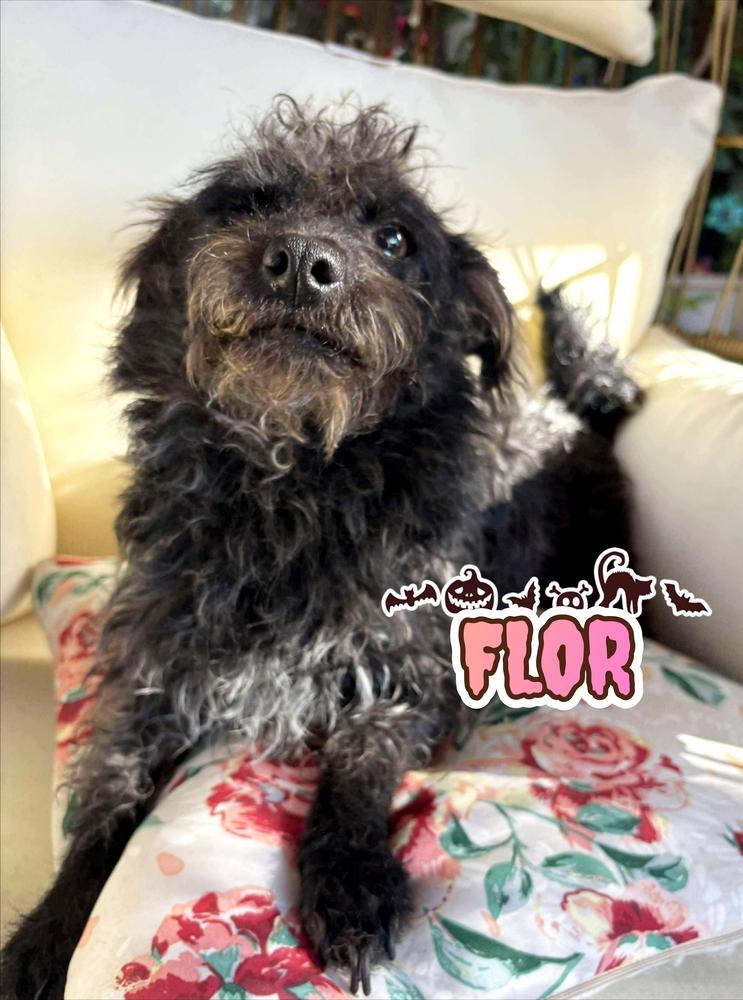 Flor, Adoptable, Puppy Female Terrier & Poodle.