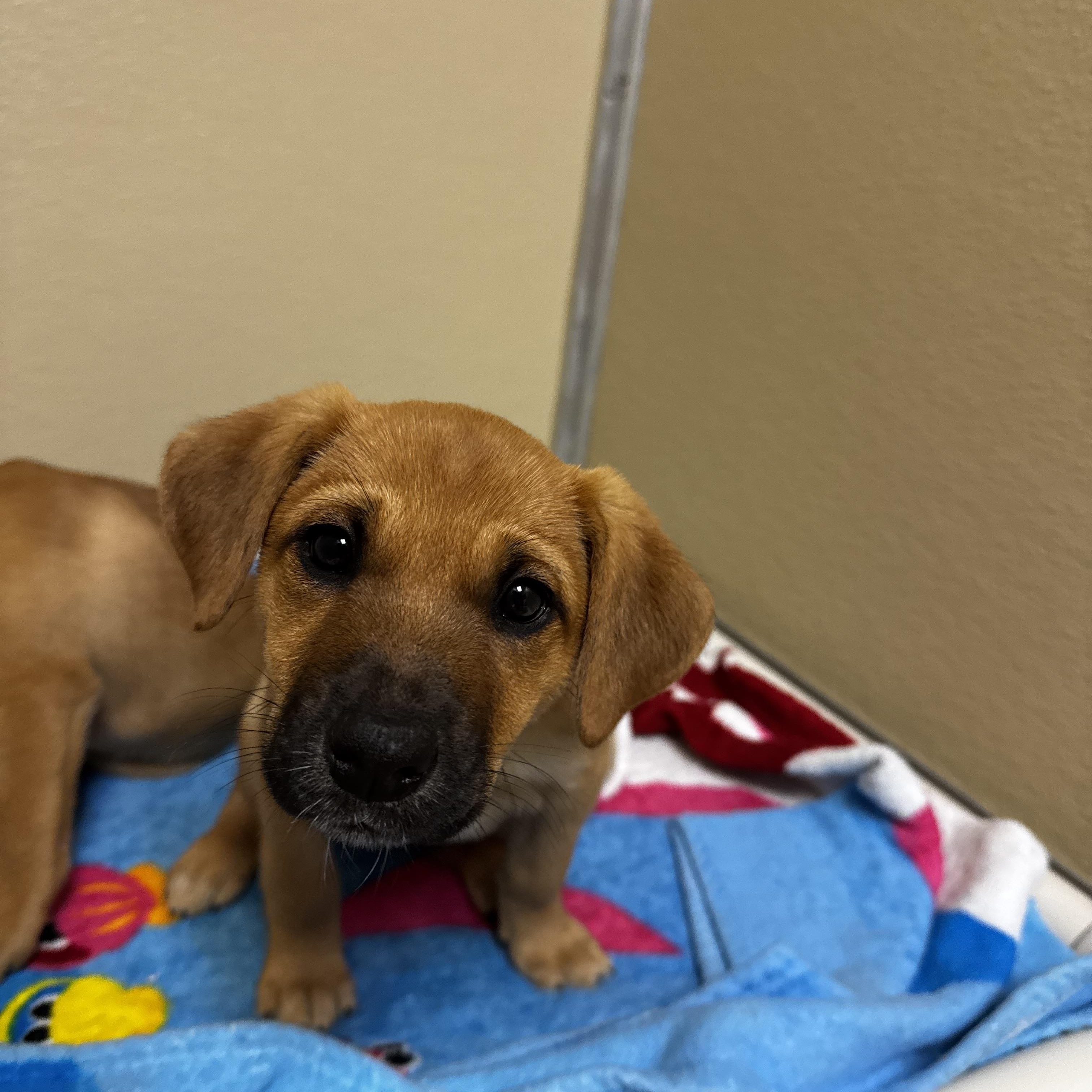 Daffodil, an adopted mixed breed in Dodgeville, WI image 3/3
