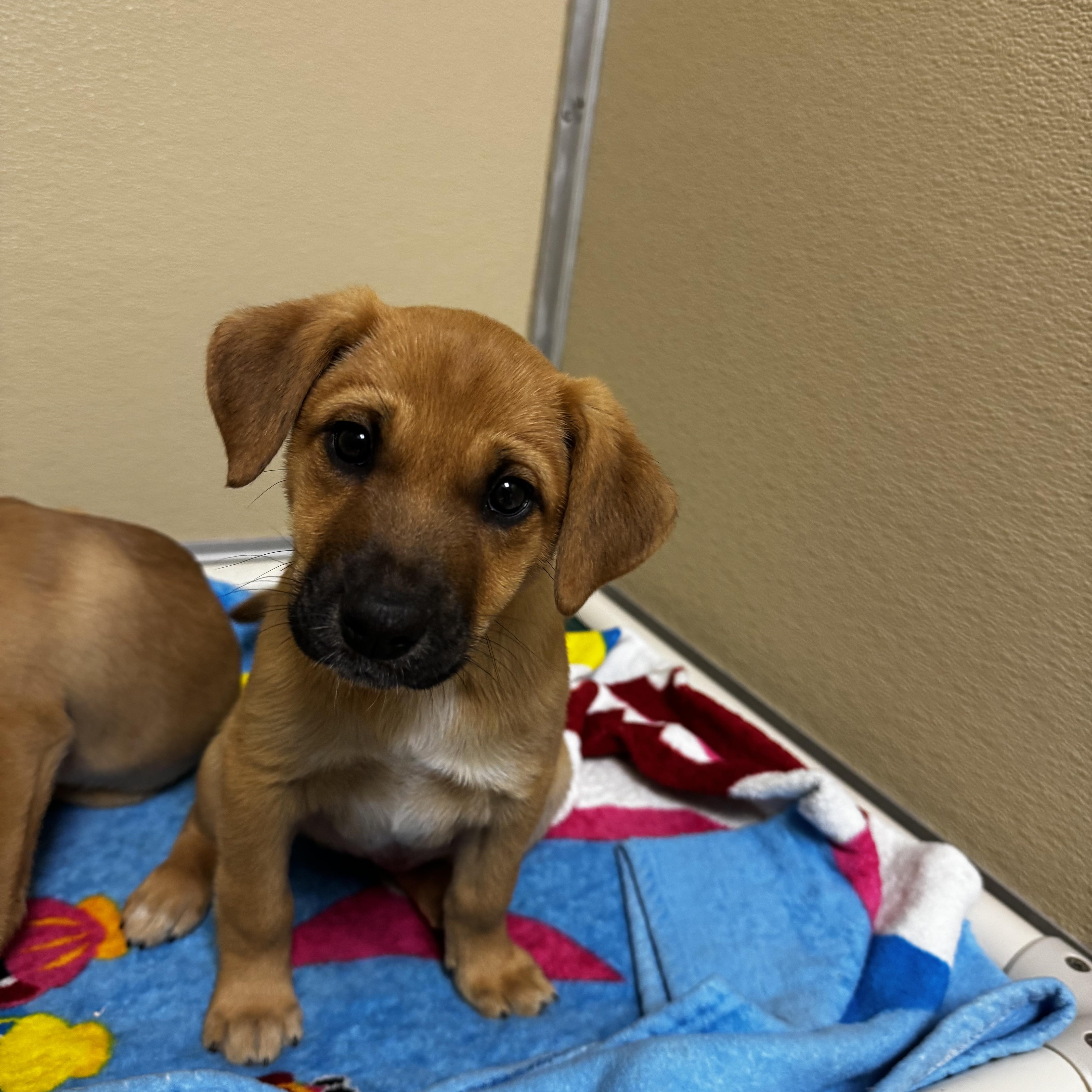 Daffodil, adopted, Puppy Female Labrador Retriever.