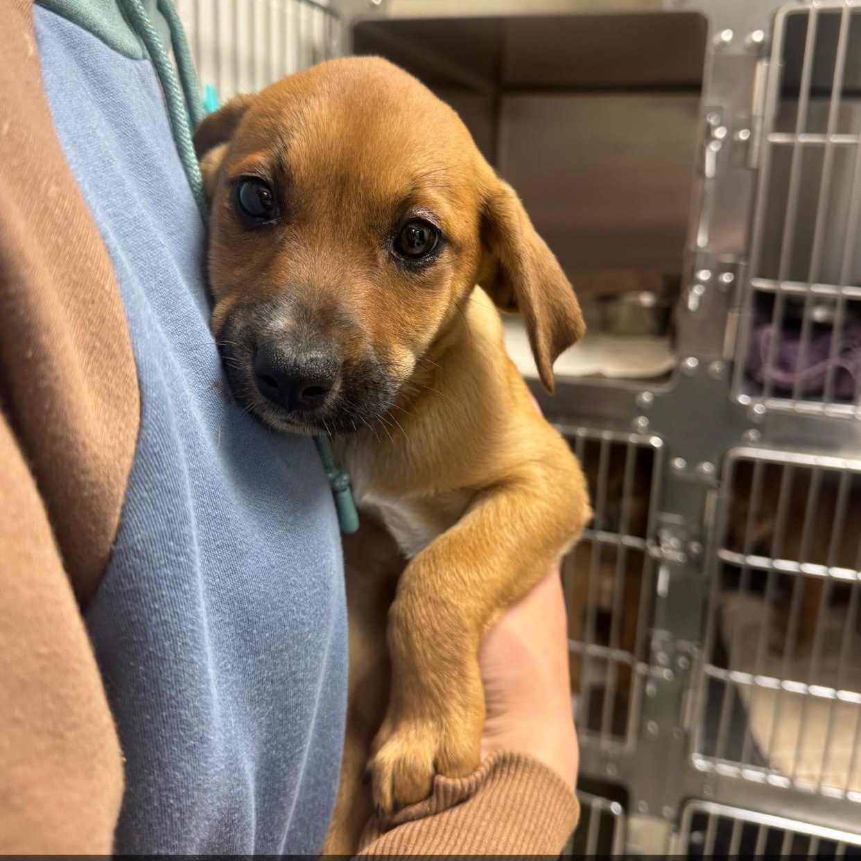Daffodil, an adopted mixed breed in Dodgeville, WI image 2/3
