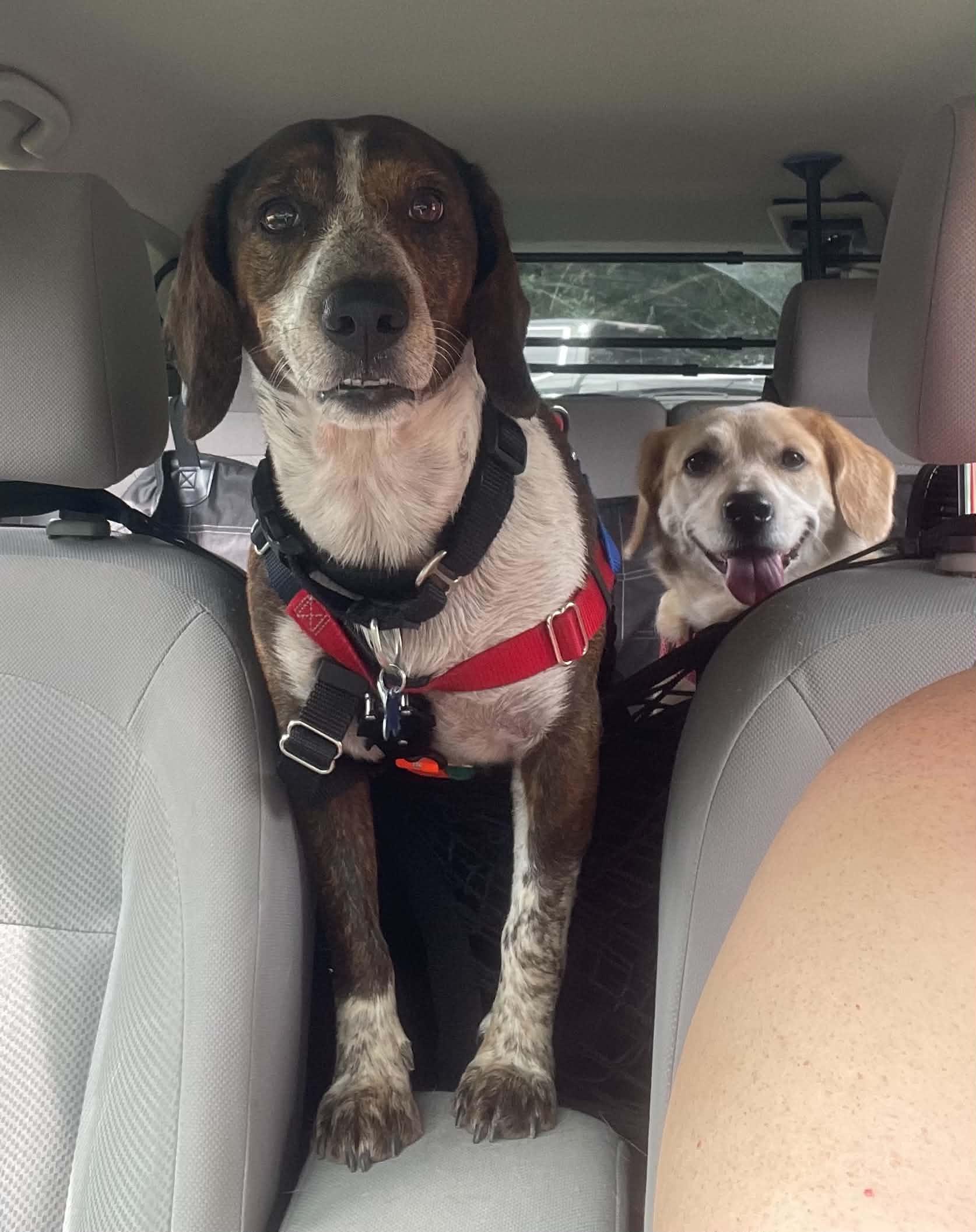 Bagel, a ADOPTABLE Beagle in Columbia, MO image 3/6