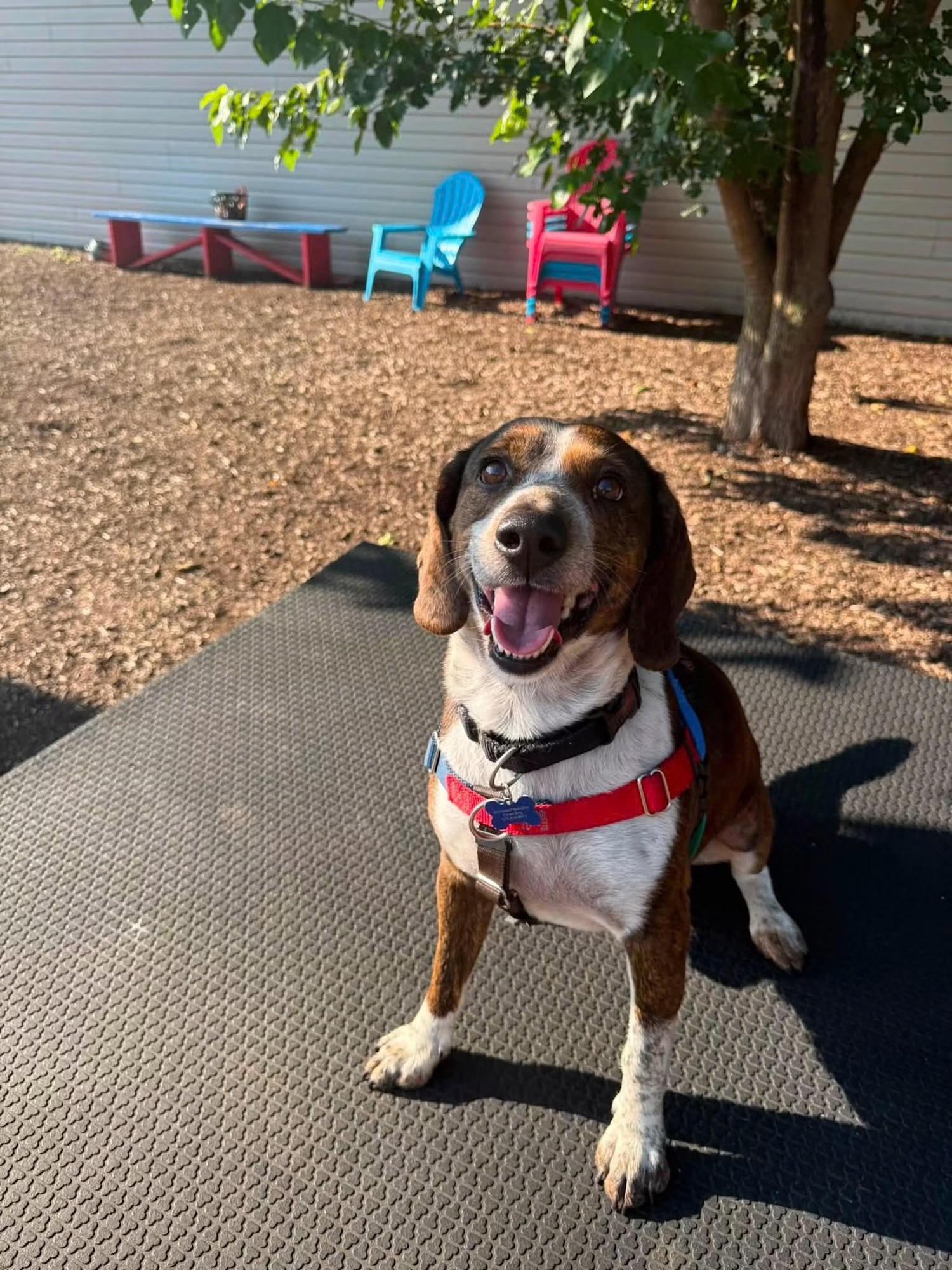 Bagel, a ADOPTABLE Beagle in Columbia, MO image 5/6