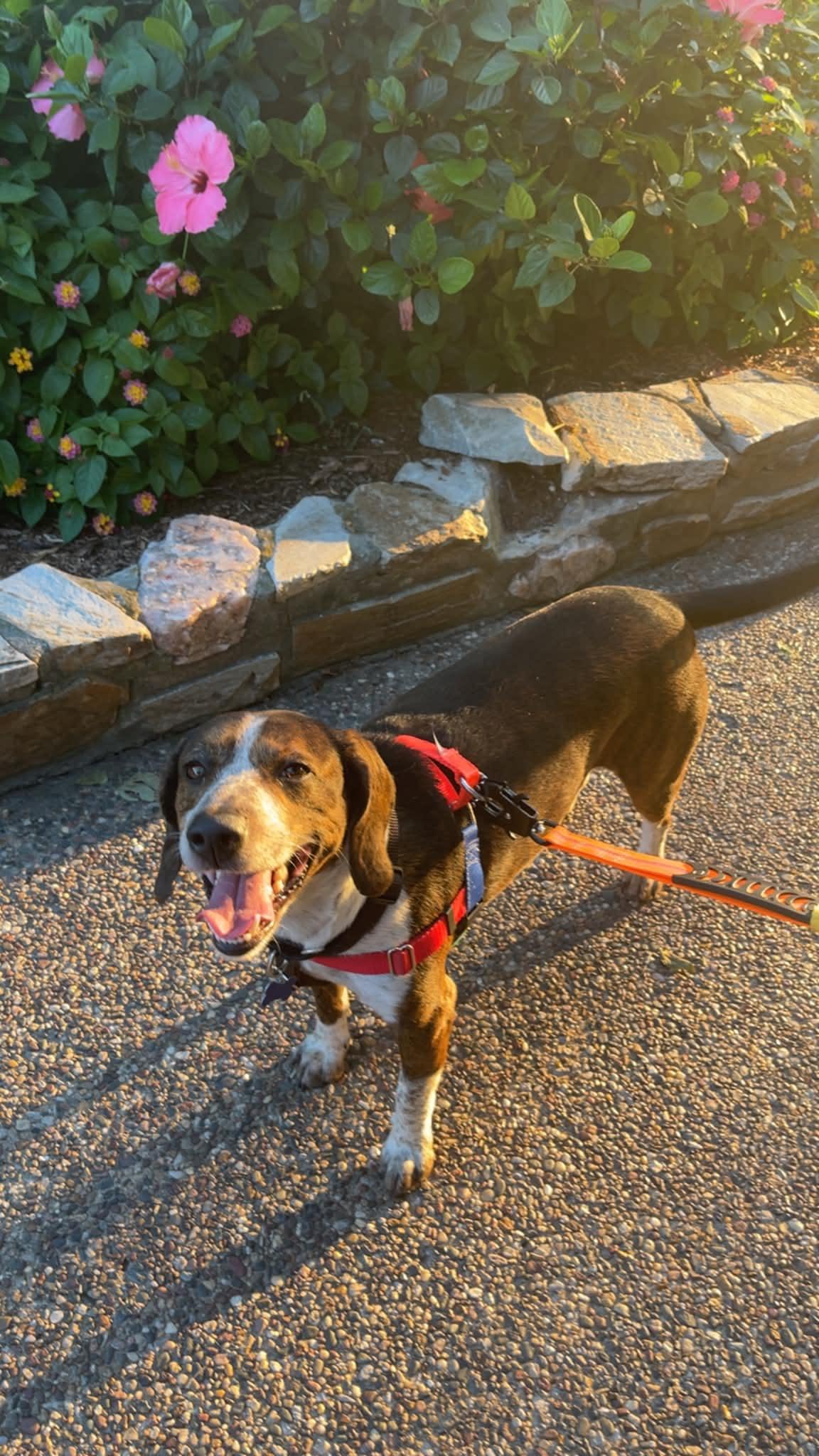 Bagel, a ADOPTABLE Beagle in Columbia, MO image 6/6