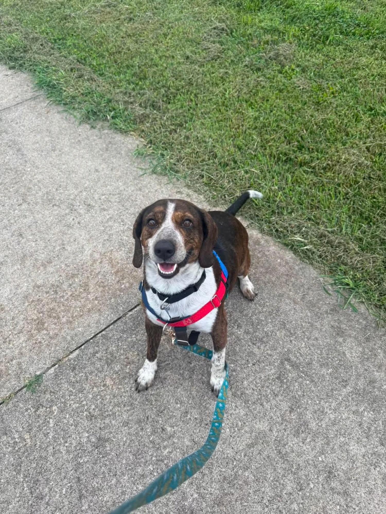 Bagel, a ADOPTABLE Beagle in Columbia, MO image 4/6